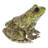 American Bullfrog