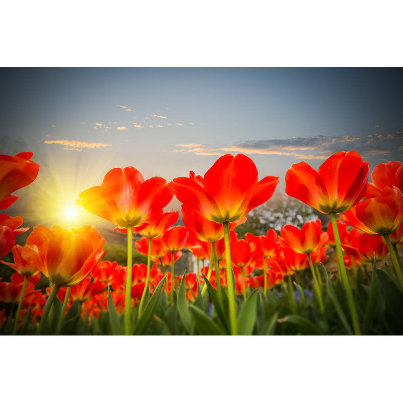 Red Tulips At Dusk par - Photographie de toile tendue, H 8 po x l 12 po