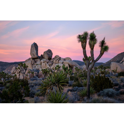 " Joshua Trees "