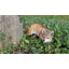 Figurine fox