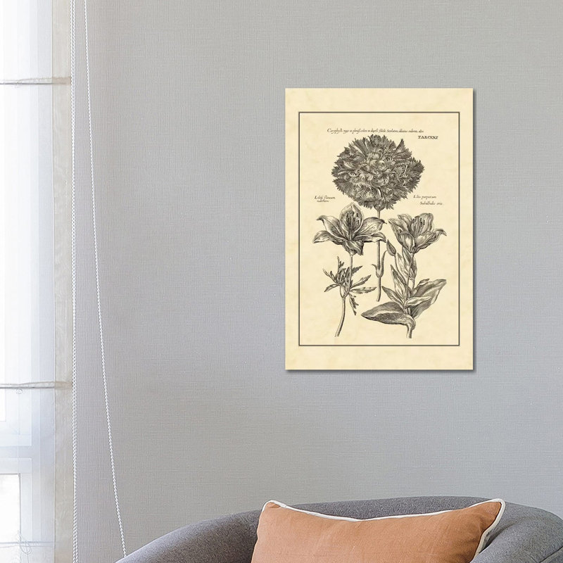 Vintage Besler IV by Basilius Besler - Wrapped Canvas Print, 66.04 cm H x 45.72 cm W x 3.175 cm D