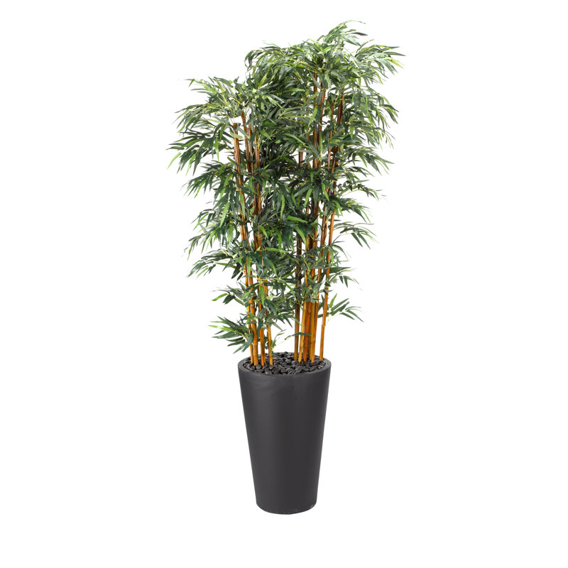 Arbre de bambou en pot de fleurs