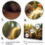 Cactus Perfection Sunrise II - reproduction sur toile-691114208-691114233