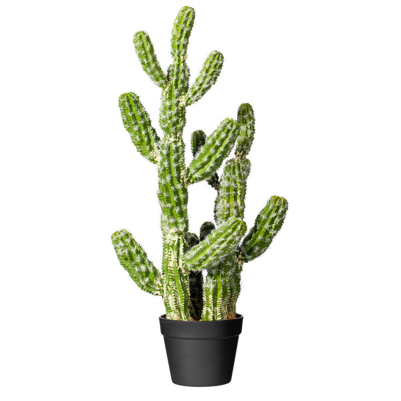 Cactus vert en pot 31 po