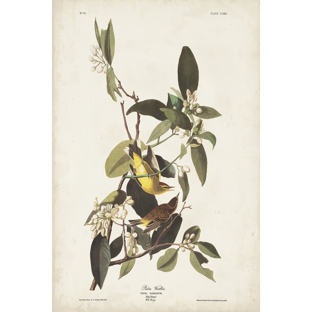 Leinwandbild Pl 163 Pine Warbler von John Audubon