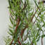 Hanging Plants 30cm Faux Mixed Assortment Garland