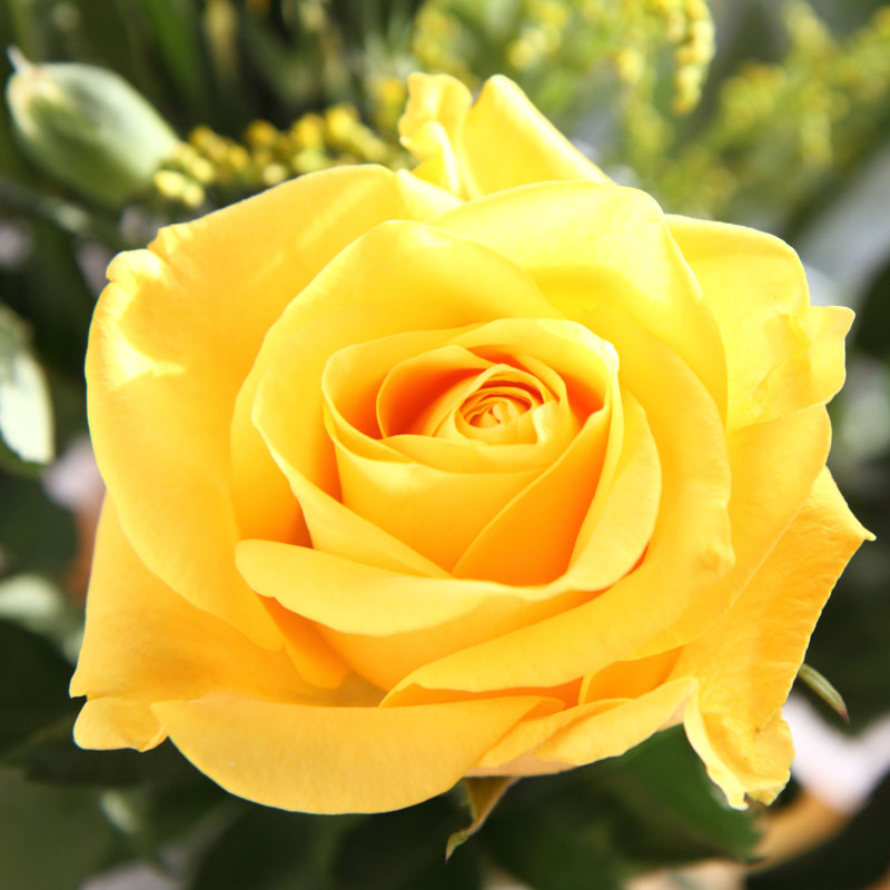 Taloga Yellow Rose - Wrapped Canvas Print, 122cm H x 122cm W x 3.8cm D
