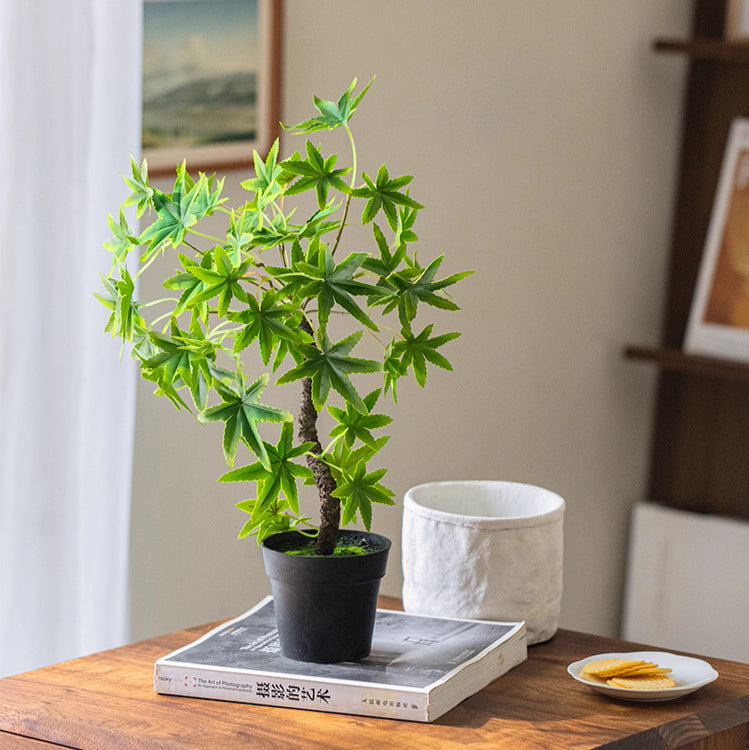 Mini plante verte en pot