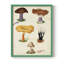 Reproduction encadrée Mushroom Species VII - bois massif-2123187372-2123187374