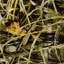 Tapis camouflage Realtree MAX-4-1727016