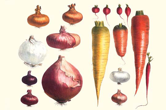 Oignon et carottes-impression d’art graphique, 24 po x 36 po