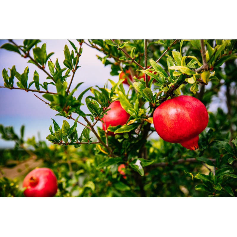 Red Ripe Pomegranates - Wrapped Canvas Print, 51cm H x 76cm W x 3.8cm D