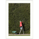 Woman Cutting Large Hedge Giclee Print by Getty Images