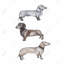 Dachshund Dogs, toile encadrée - Décor unique pour les amoureux des animaux de compagnie