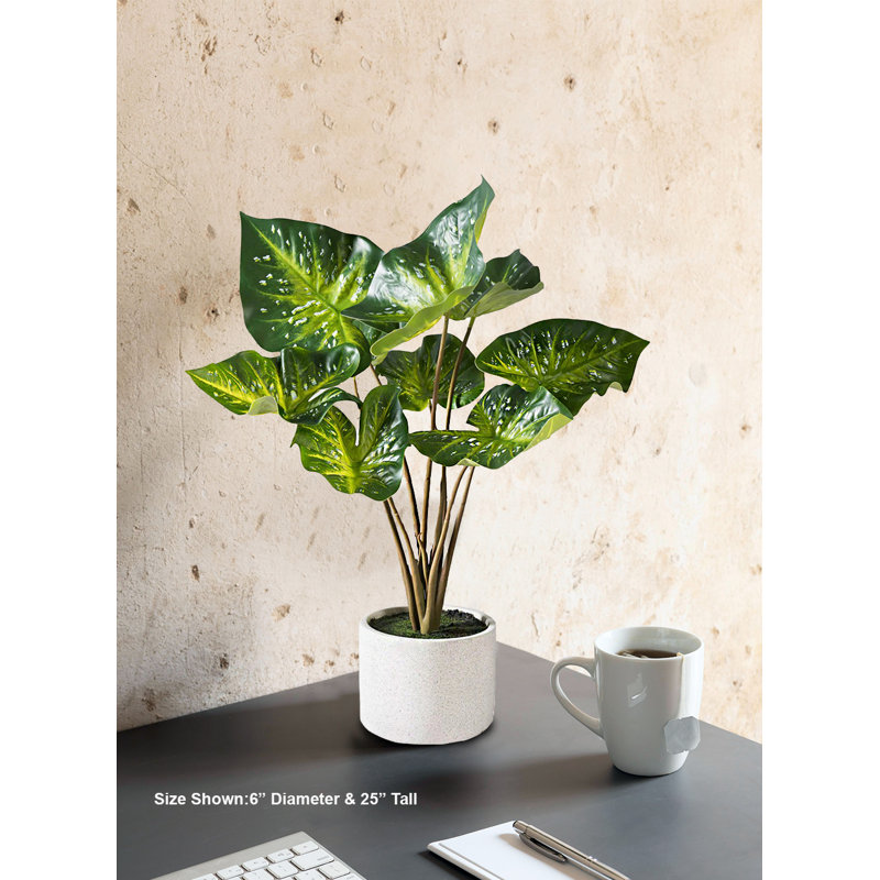  Calathea plante en pot, 6 po de diamètre et 25 po de hauteur