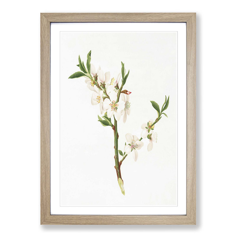 Almond Tree Flower by Giorgio Gallesio - Single Picture Frame Painting, Oak Framed, 63cm H x 45cm W x 2cm D