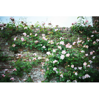 Danyale Pink Rose - Wrapped Canvas Print