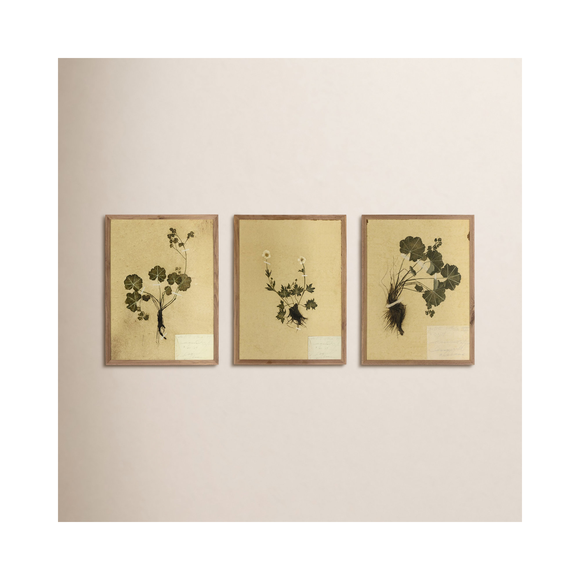 Petite Study Triptych by Hannah Winters, 24" H x 54" W