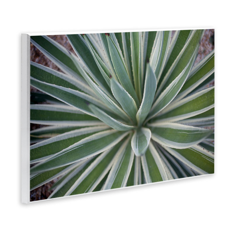 «Centric Succulent Leaves» par Susan Bryant, H 10 po x l 15 po