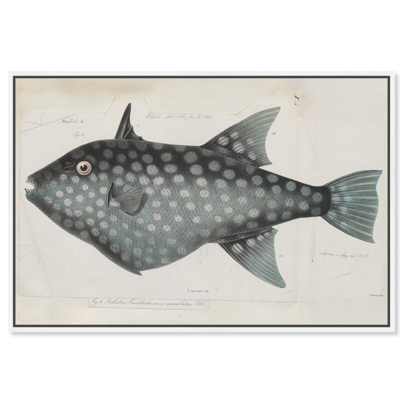 " Triggerfish " Painting Print, 20" H x 30" W, White Framed