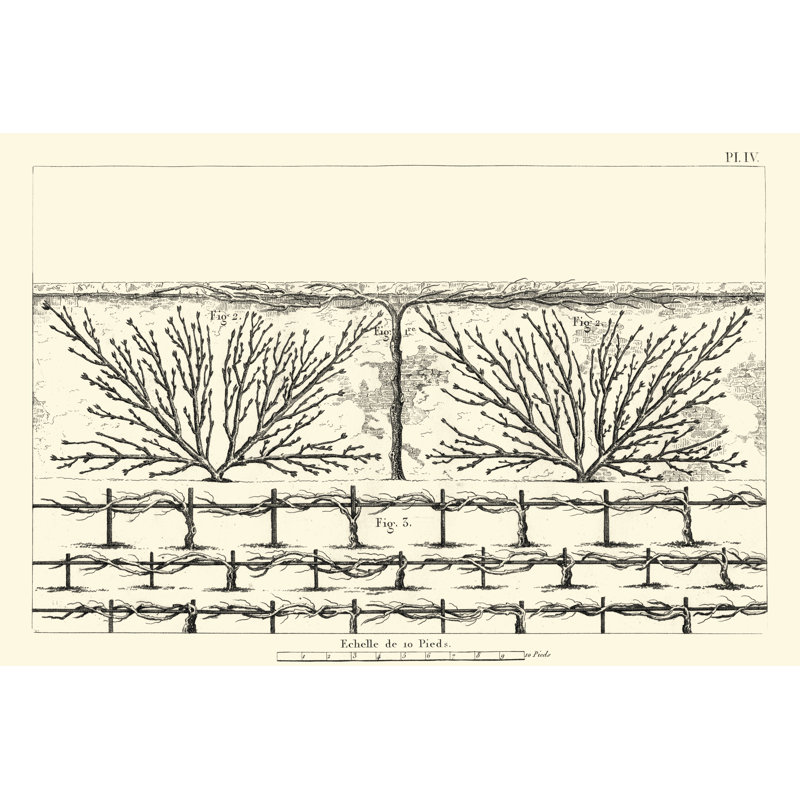 Antique Diagram For Espaliers II - Painting on Canvas, Wrapped Canvas, 61cm H x 91cm W