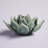 Landaverde Grey Ceramic Succulent