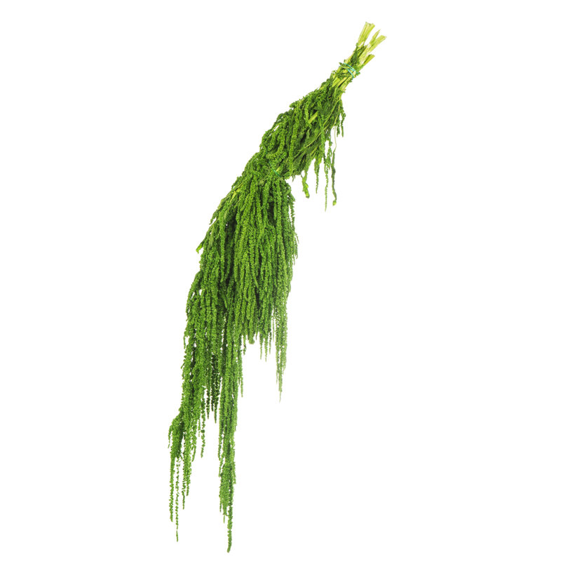 30" Amaranthus Bundle, Preserved, Spring Green