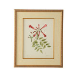 Catesby Bird And Botanical VI Print