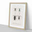 Beetle Illustrations PL.12 by Charles D'Orbigny - Single Picture Frame Print-55544086-55544087