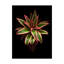 «Pineapple» par Dosta, impression sur toile tendue-29224531