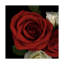 «Red Rose» par Dosta, impression sur toile tendue-29225208
