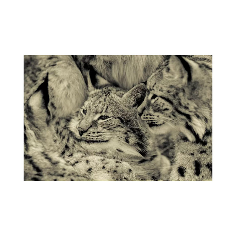 Lynx 1 Piece Wrapped Canvas Wall Art, 20.32 cm H x 30.48 cm W