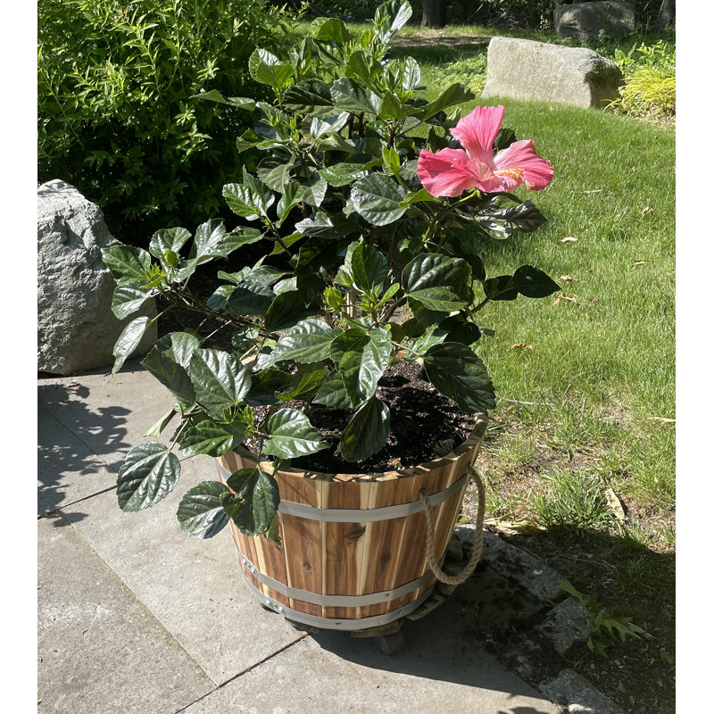 Randals Wood Barrel Planter, 9.5'' H x 15'' W x 15'' D