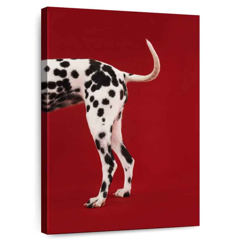 Queue dalmatienne, H 48 po x l 32 po