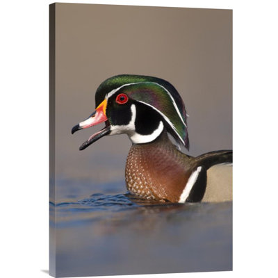 " Wood Duck Male Calling "