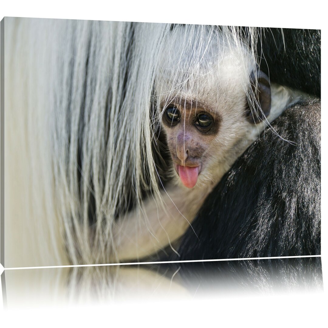 Leinwandbild Kleines Colobus-Äffchen