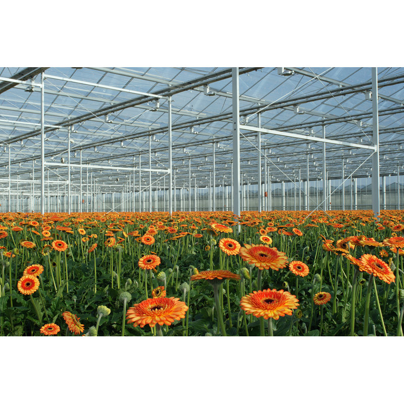 Gerbera Grow by Gertvansanten - Wrapped Canvas Print, 30cm H x 46cm W