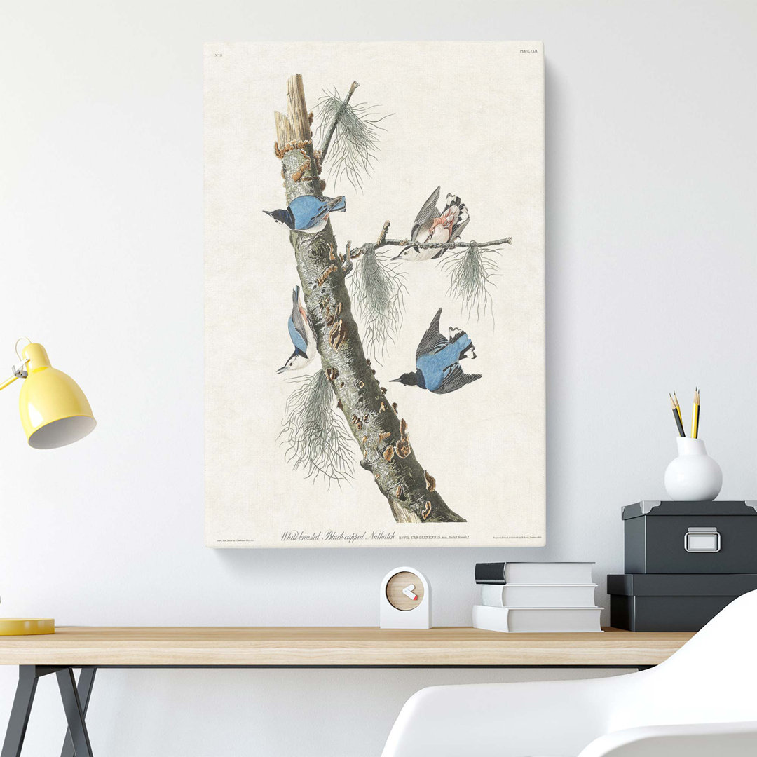 Nuthatch Birds by John James Audubon - Wrapped Canvas