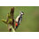 Woodpecker par Piotr Krzeslak - Photographie sur toile tendue