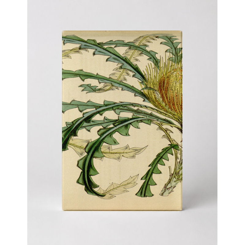 Art mural sur toile Dryandra nilis - Plate 4633, 18" W x 12" H
