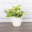 Marble Queen Pothos Plant in Pot-49662259