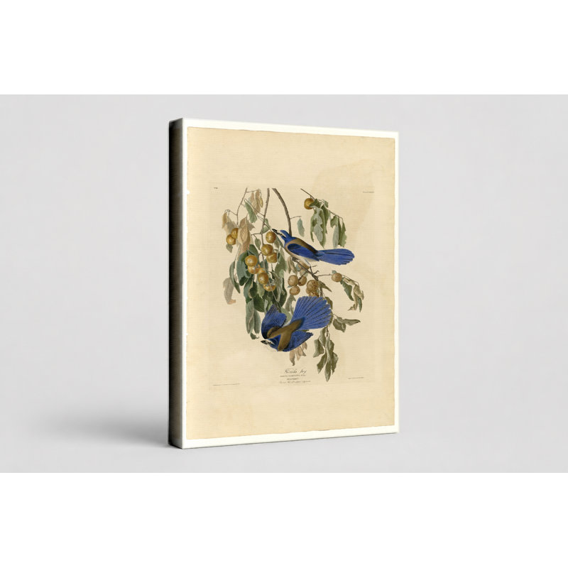 «Florida Jay», planche 87 (1827-1838) - Art mural oiseaux, H 24 po x l 20 po