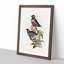 Macklots Pitta Birds by Elizabeth Gould - Framed Print-55577337-55577335