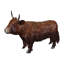 Vache Highland 10 po