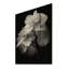 Hortensia noir et blanc Cessily I sur bois-570395980