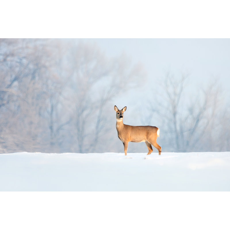 Deer In Winter by Sindlera - Wrapped Canvas Print, 30cm H x 46cm W