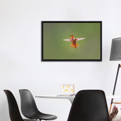 " Rufous Hummingbird " by Larry Ditto