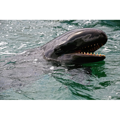 False Killer Whale par Debramcguire - photographie sur toile tendue