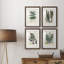 Collection de fougères ix - ensemble de 4 peintures encadrées-1050868458-1050868469
