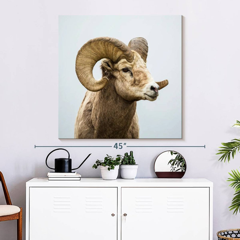 Mouflon solitaire, H 33 po x l 33 po